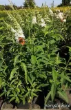 budleja-dawida-white-profusion-buddleja-w-p11-20-30-cm-wysokosc-sadzonki-20-30-cm