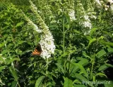 budleja-dawida-white-profusion-buddleja-w-p11-20-30-cm-styl-ogrod-skalny-ogrod-nowoczesny-ogrod-japonski-ogrod-srodziemnomorski-ogrod-wiejski