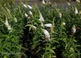 budleja-dawida-white-profusion-buddleja-w-p11-20-30-cm-stan-nowy