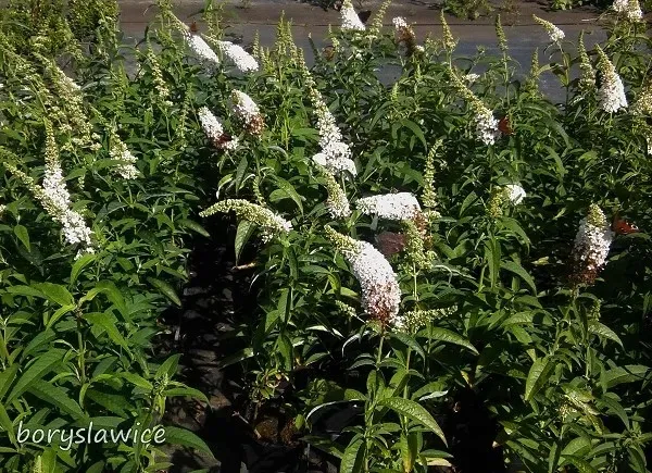 budleja-dawida-white-profusion-buddleja-w-p11-20-30-cm-kolor-kwiatow-biale