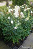 budleja-dawida-white-profusion-buddleja-w-p11-20-30-cm-cechy-charakterystyczne-lubiace-slonce-proste-w-pielegnacji-oczyszczajace-powietrze