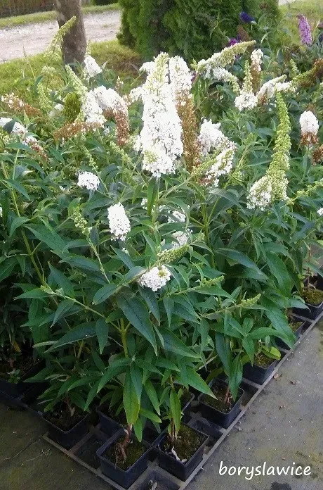 budleja-dawida-white-profusion-buddleja-w-p11-20-30-cm-kolor-kwiatow-biale