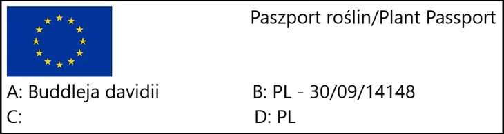 budleja-dawida-white-profusion-buddleja-w-p11-20-30-cm-kraj-polska