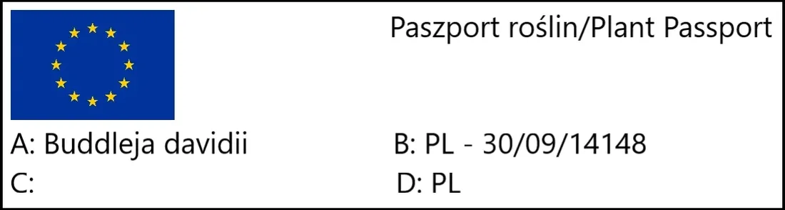 budleja-dawida-white-profusion-buddleja-w-p11-20-30-cm