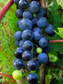 winorosl-pachnaca-ania-vitis-w-doniczkach-p9-wysokosc-40-60-cm