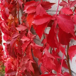winobluszcz-pieciolistkowy-murorum-parthenocissus-w-p9-60-80-cm