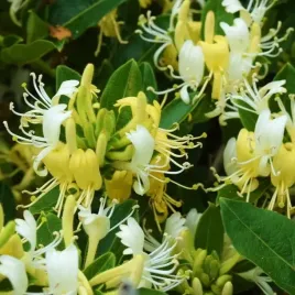 wiciokrzew-japonski-halliana-lonicera-w-doniczkach-p11-40-60-cm