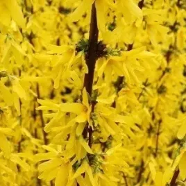 forsycja-maluch-forsythia-w-doniczkach-c2-20-30-cm