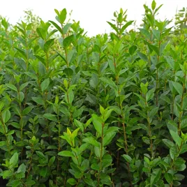 ligustr-jajolistny-zimozielony-ligustrum-w-doniczkach-p9-40-60-cm