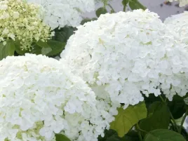 hortensja-krzewiasta-annabelle-hydrangea-w-p9-wysokosc-15-20-cm