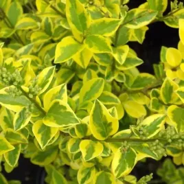 ligustr-jajolistny-aureum-ligustrum-w-doniczkach-p11-wysokosc-30-50-cm
