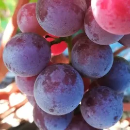 winorosl-isabella-vitis-w-doniczkach-p11-wysokosc-30-50-cm