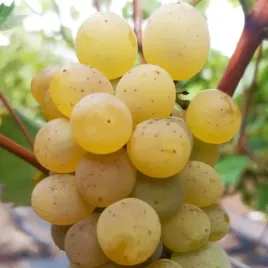 winorosl-kristaly-vitis-w-doniczkach-p11-wysokosc-40-60-cm