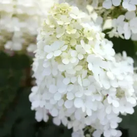 hortensja-bukietowa-biala-pelna-hydrangea-w-p11-20-30-cm