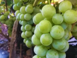 winorosl-noah-vitis-w-doniczkach-p11-wysokosc-70-90-cm