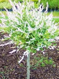 wierzba-japonska-hakuro-nishiki-na-pniu-salix-w-c2-drzewko-90-110-cm