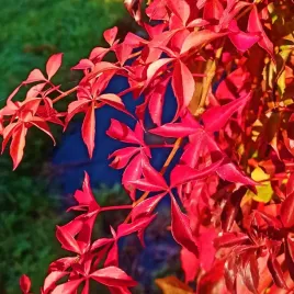 winobluszcz-pieciolistkowy-engelmannii-parthenocissus-60-80-cm