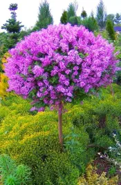 lilak-meyera-palibin-na-pniu-syringa-w-c2-drzewko-100-110-cm