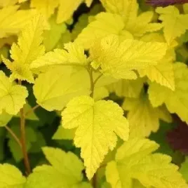 pecherznica-kalinolistna-luteus-physocarpus-w-p11-50-70-cm