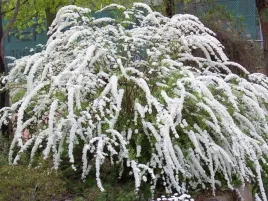 tawula-norweska-grefsheim-spiraea-w-doniczkach-p11-30-40-cm
