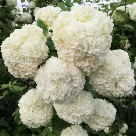 kalina-koralowa-roseum-viburnum-w-c2-wysokosc-50-70-cm