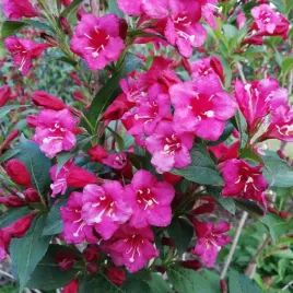 krzewuszka-cudowna-bristol-ruby-weigela-w-doniczkach-p11-50-70-cm