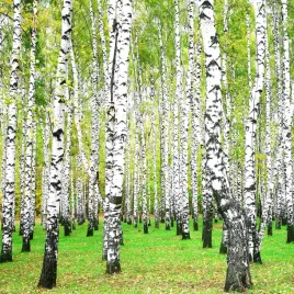 brzoza-brodawkowata-betula-w-doniczkach-c2-80-100-cm