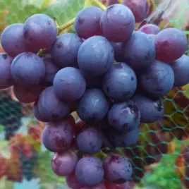 winorosl-alden-vitis-w-doniczkach-p11-wysokosc-30-50-cm