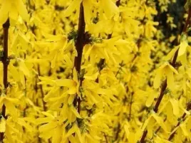 forsycja-spectabilis-forsythia-w-doniczkach-p11-wysokosc-40-60-cm