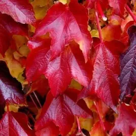 winobluszcz-trojklapowy-veitchii-parthenocissus-w-p11-40-60-cm