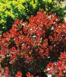 berberys-thunberga-bagatelle-wolnorosnacy-do-zieleni-miejskiej-1l