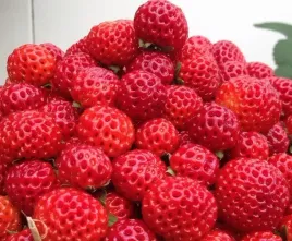 truskawka-malinowa-sadzonki-truskawek-framberry-pyszna-slodka-w-doniczce