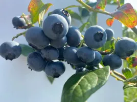 borowka-amerykanska-reka-lesny-smak-owocow-wczesna-szybkie-plony-sadzonka
