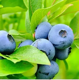 borowka-amerykanska-bluegold-obficie-juz-owocuje-latwa-uprawa-zdrowy-owoc