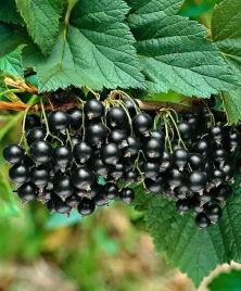 porzeczka-czarna-krzew-pyszne-zdrowe-owoce-stara-odmiana-plenna-do-ogrodu