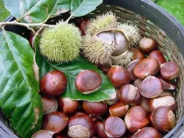kasztan-jadalny-sadzonka-moc-witamin-w-doniczce-do-ogrodu