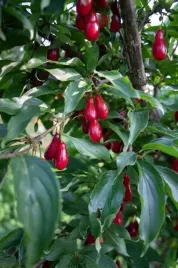 deren-jadalny-kotula-cornus-mas-2-letni-sadzonka-donica-szczepiony