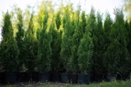 tuja-szmaragd-thuja-smaragd-gesty-stozek-w-donicy-sadzonka
