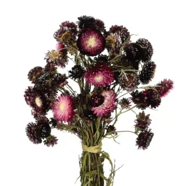 suszone-kocanki-burgundowe-niesmiertelnik-helichrysum-bukiet