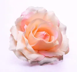 roza-glowka-sonia-brzoskwiniowa