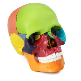 model-czaszki-glowy-kolorowy-do-nauki-anatomii-szczegolowy-15x-kolorowa