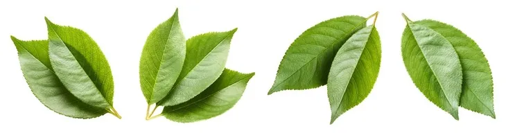 herbata-zielona-matcha-proszek-keto-do-latte-100g-ecobi-stan-nowy