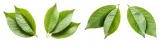 herbata-zielona-matcha-proszek-keto-do-latte-100g-ecobi-stan-nowy