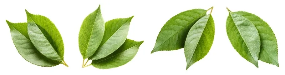 herbata-zielona-matcha-100g-ecobi