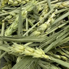 ziele-pszenicy-100g-karma-przysmak-dla-gryzoni-krolikow-swinki-ziola-champi