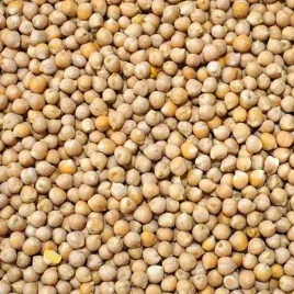25kg-ciecierzyca-cieciorka-wedkarska-ziarno-zaneta-karp-leszcz