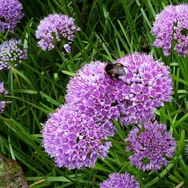 czosnek-ozdobny-millenium-bylinowy-sadzonki-allium-letnie-kwiaty