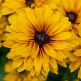 rudbekia-little-beckia-ballerina-bylina-sadzonki-piekna-nowa-niska-odmiana