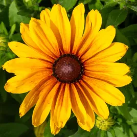 rudbekia-sadzonki-sunbeckia-carolina-niska-bylina-bardzo-dlugo-kwitnaca