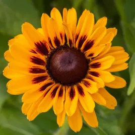 rudbekia-sadzonki-smileyz-giggling-niska-bylina-duze-dwubarwne-kwiaty